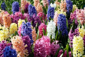 Hyacinth Mixture